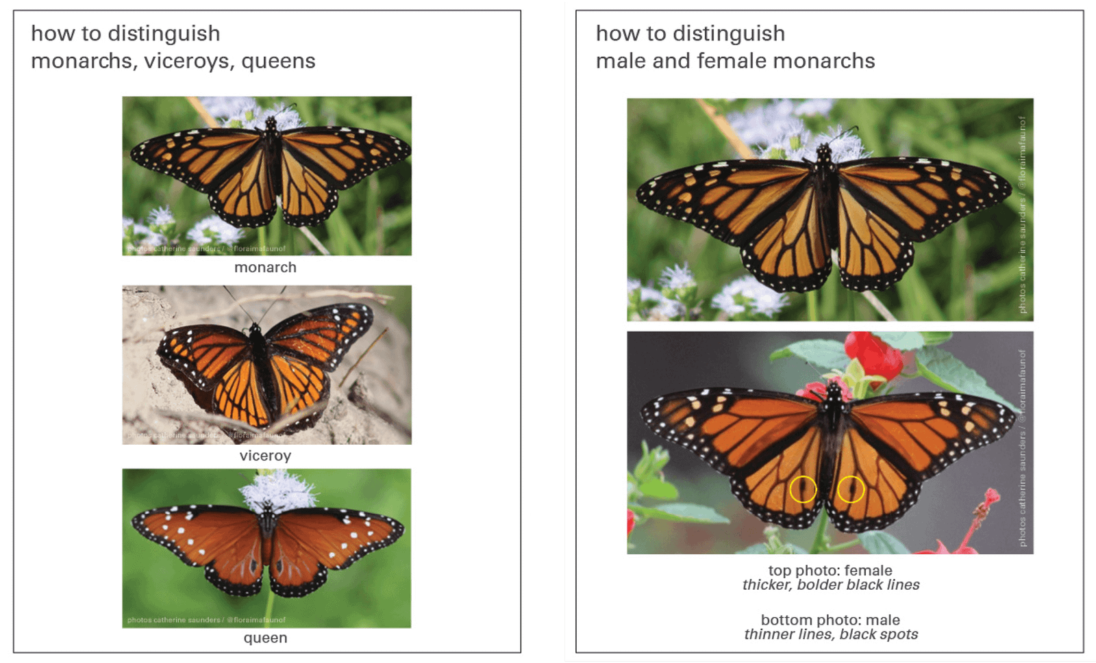 photos and graphics by catherine saunders / @floraimafaunof